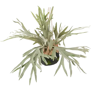 フェイクグリーン